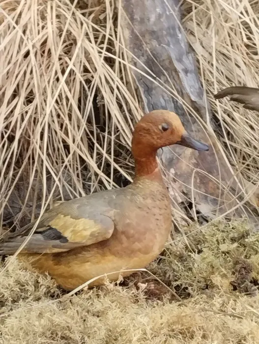 image - 2026-04-08T120614.031