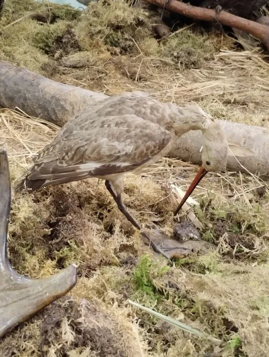 image - 2026-04-08T121200.767